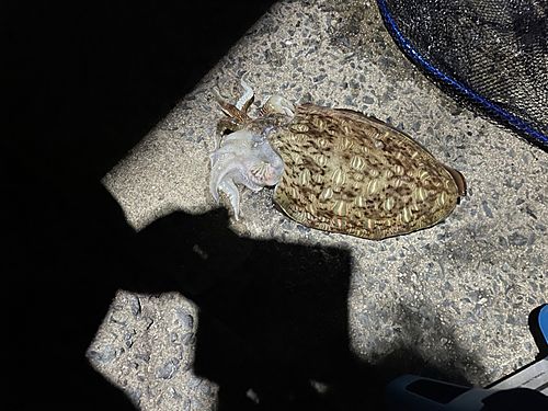 モンゴウイカの釣果
