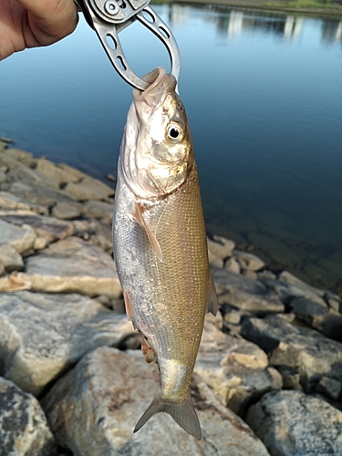 ウグイの釣果