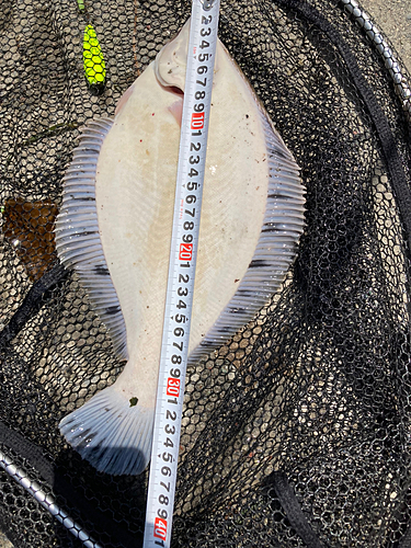 クロガシラガレイの釣果