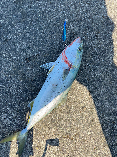 イナダの釣果