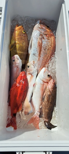 タイの釣果