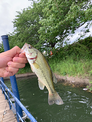 ラージマウスバスの釣果