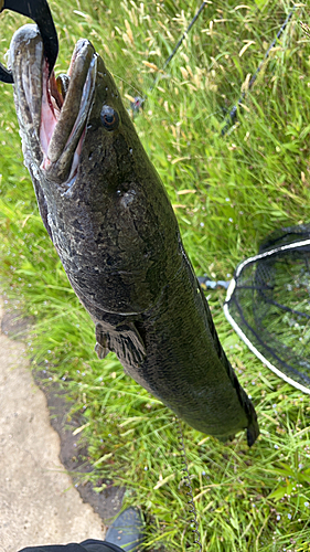 ライギョの釣果