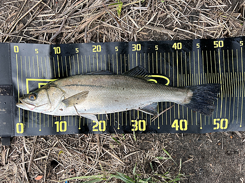 フッコ（マルスズキ）の釣果