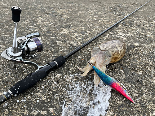 コウイカの釣果