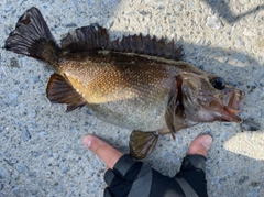 エゾメバルの釣果