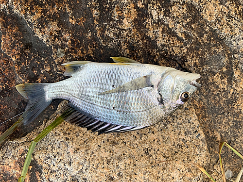 キビレの釣果