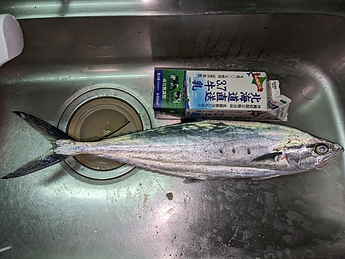 ミナミイケカツオの釣果