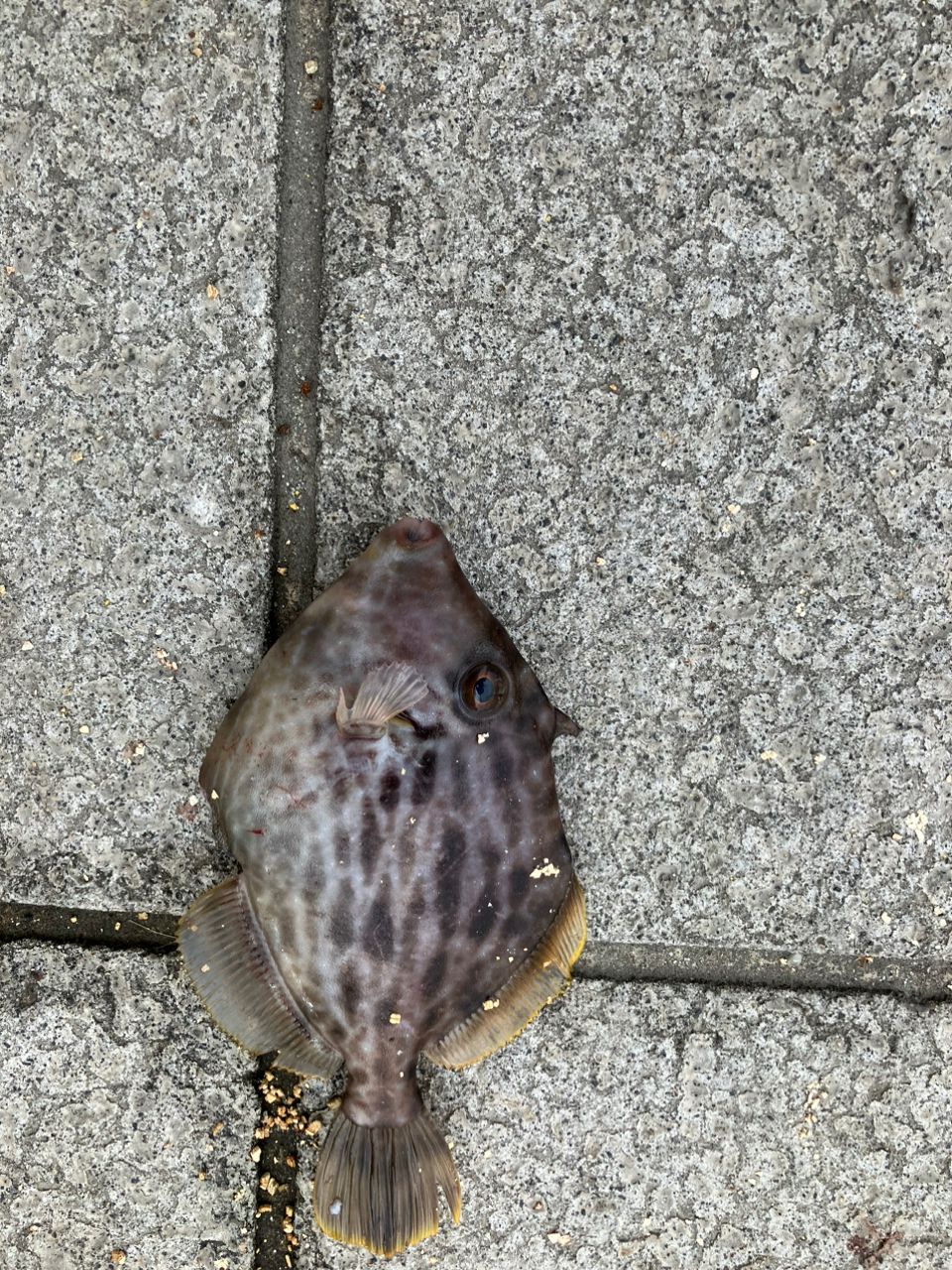 カワハギ