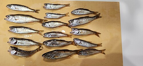 ムツの釣果