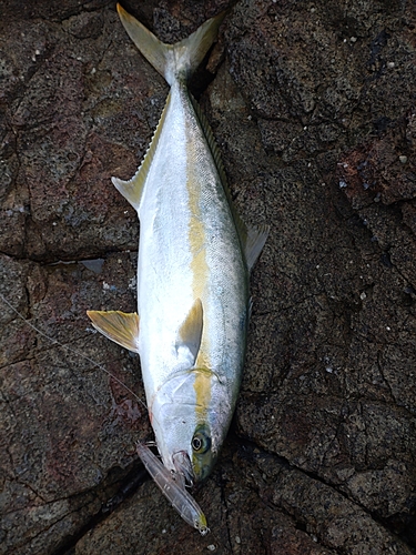 ヒラマサの釣果