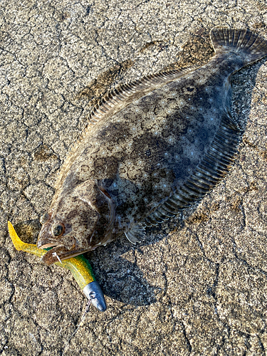 ソゲの釣果