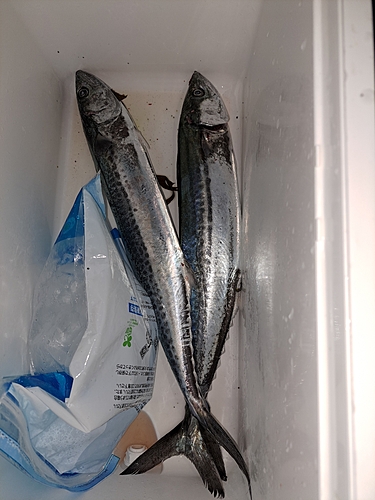 サゴシの釣果