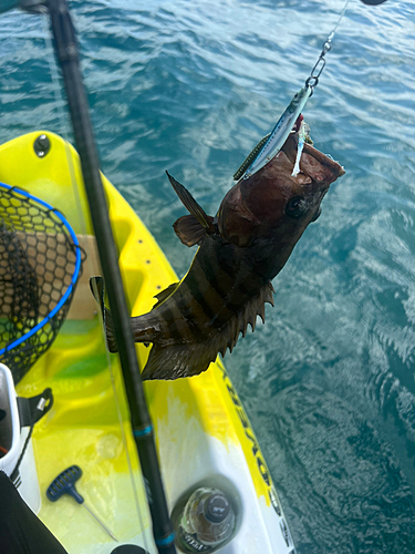 ヤミハタの釣果