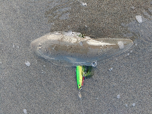 シタビラメの釣果