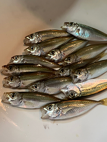 アジの釣果