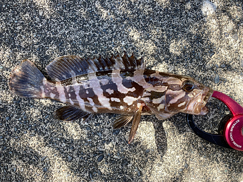 クエの釣果