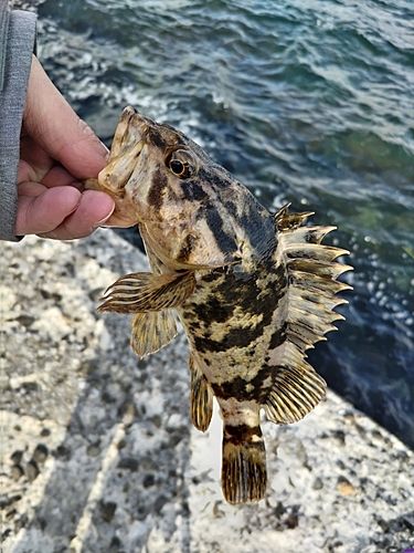 ベッコウゾイの釣果