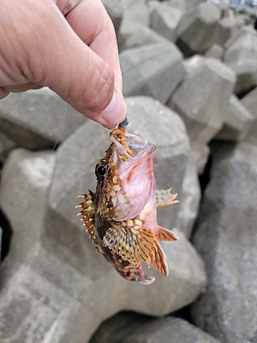 カサゴの釣果