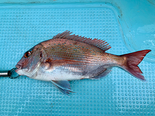 マダイの釣果