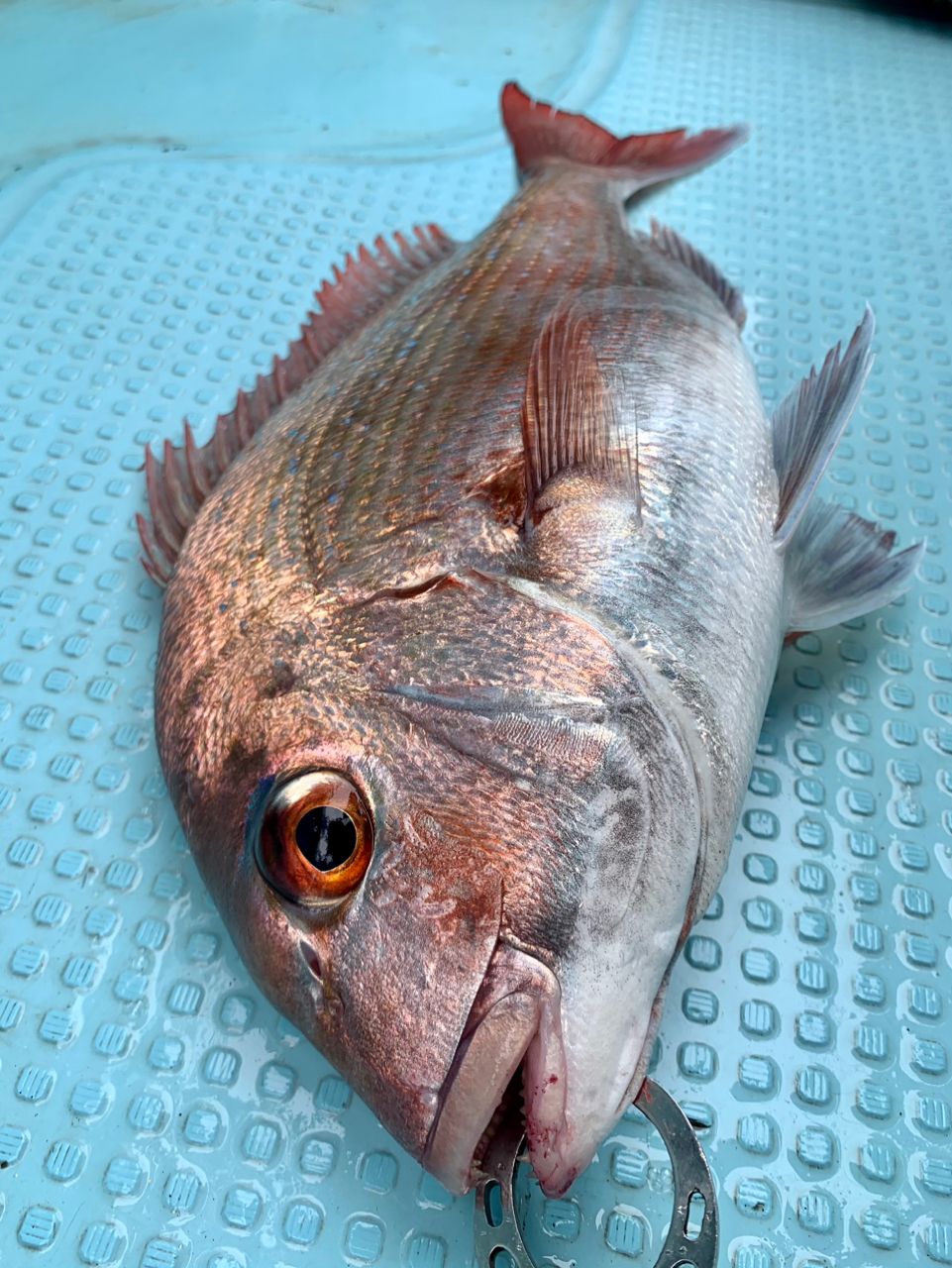 わじゅけんさんの釣果 2枚目の画像