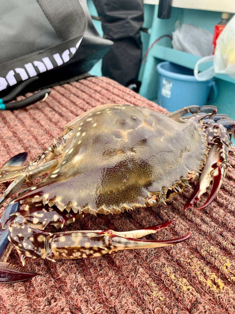 わじゅけんさんの釣果 3枚目の画像