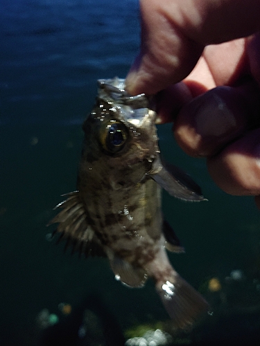 シロメバルの釣果