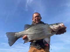 ヒラスズキの釣果