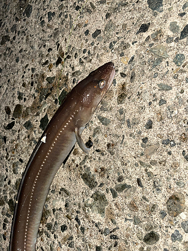 アナゴの釣果