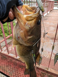 ブラックバスの釣果