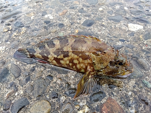 カサゴの釣果