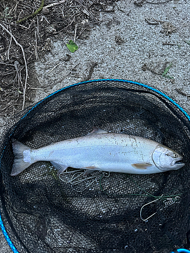 サクラマスの釣果