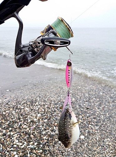 クサフグの釣果