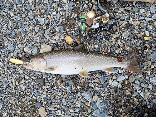 イワナの釣果