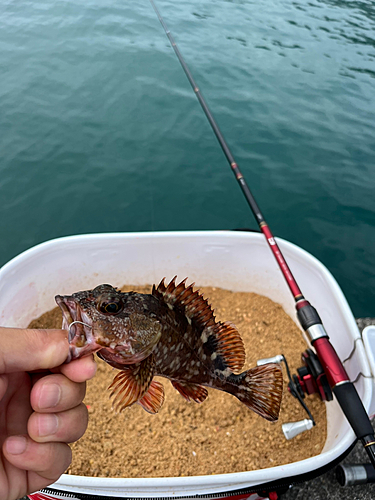 カサゴの釣果