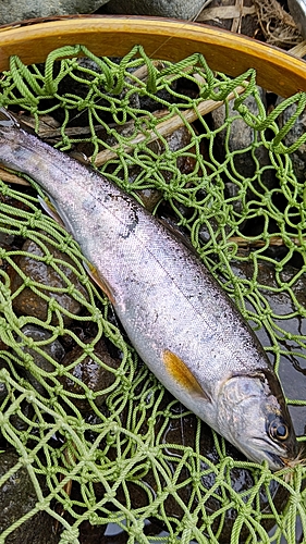 ヤマメの釣果