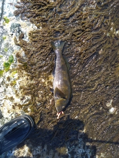 アイナメの釣果