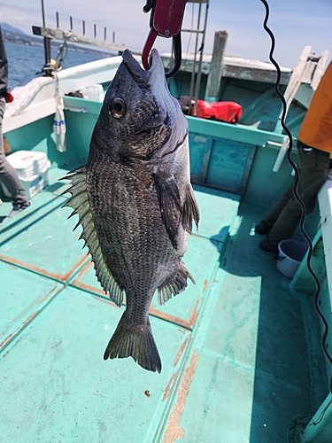 チヌの釣果