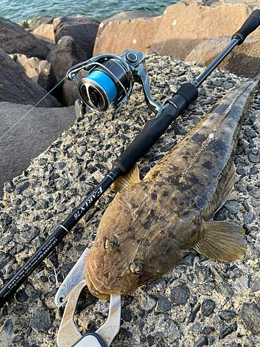 マゴチの釣果