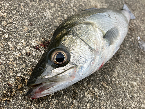 フッコ（マルスズキ）の釣果