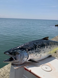 サクラマスの釣果