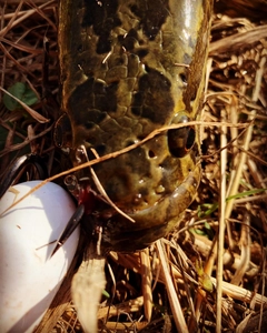 ライギョの釣果