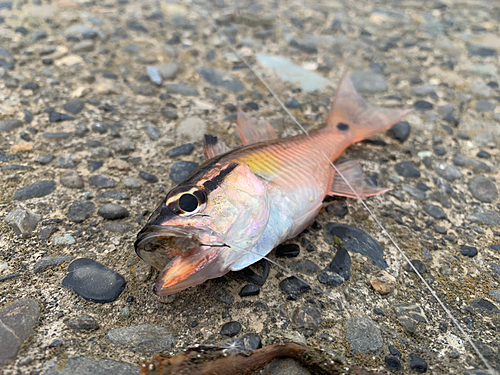 ネンブツダイの釣果