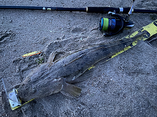 マゴチの釣果