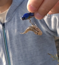 マハゼの釣果