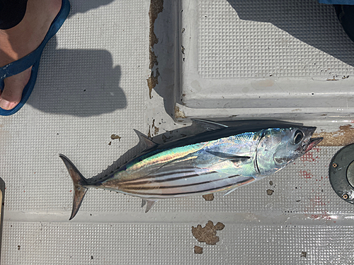 カツオの釣果