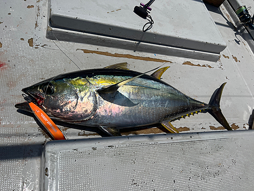 キハダマグロの釣果