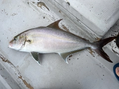 ヒレナガカンパチの釣果