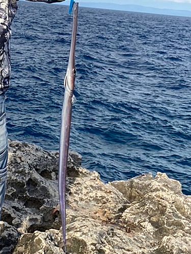 アオヤガラの釣果