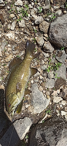 スモールマウスバスの釣果